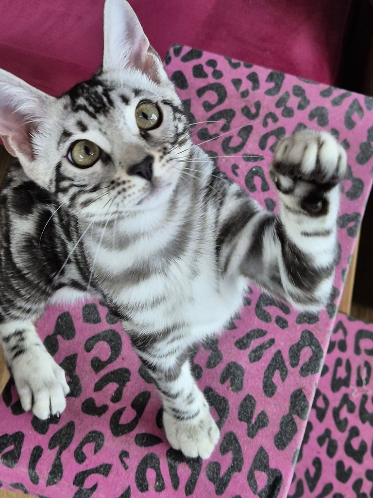 Exquisite Tica Registered Silver Female bengal***READY NOW****