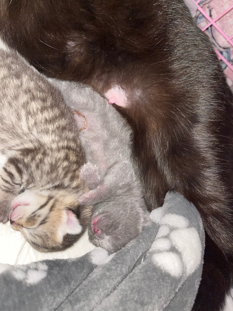 3 KITTENS READY NEW YEAR 