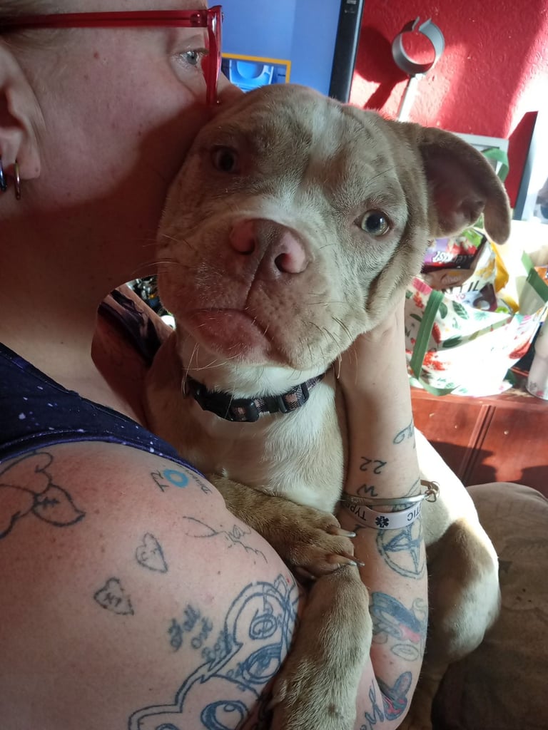 Beautiful puppy for sale 