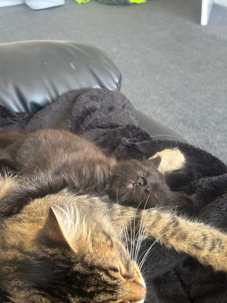 Female kitten 12 weeks