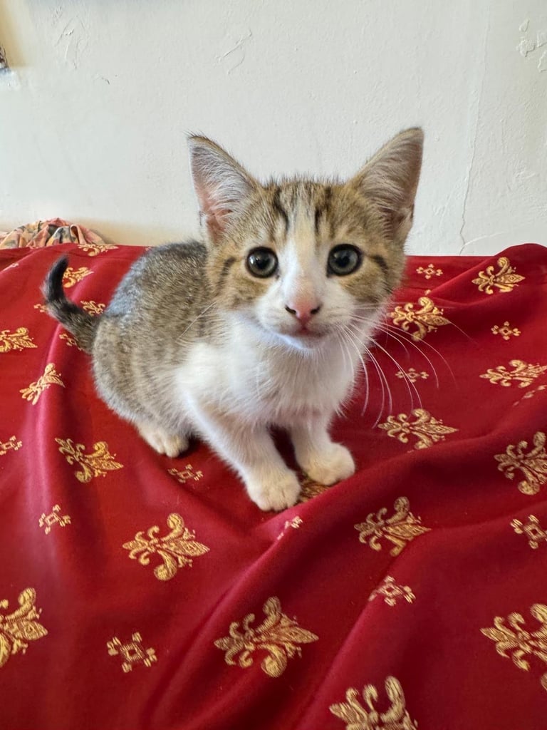 image for Grey white black ginger tabby tortoiseshell tuxedo girl female kitten cat