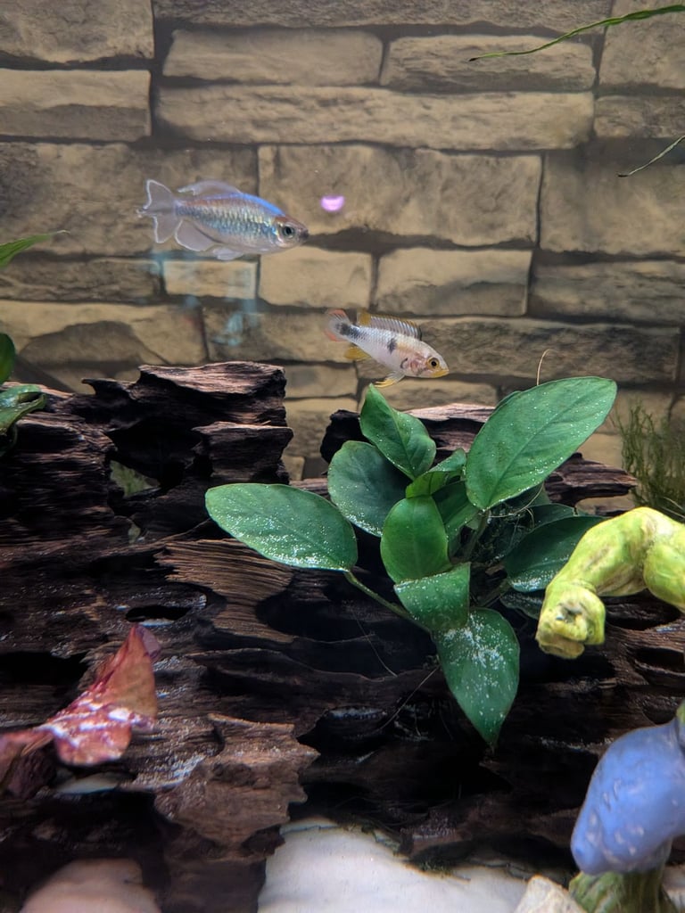 image for Apistograma panduro 