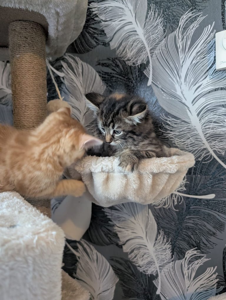 Kittens for sale 
