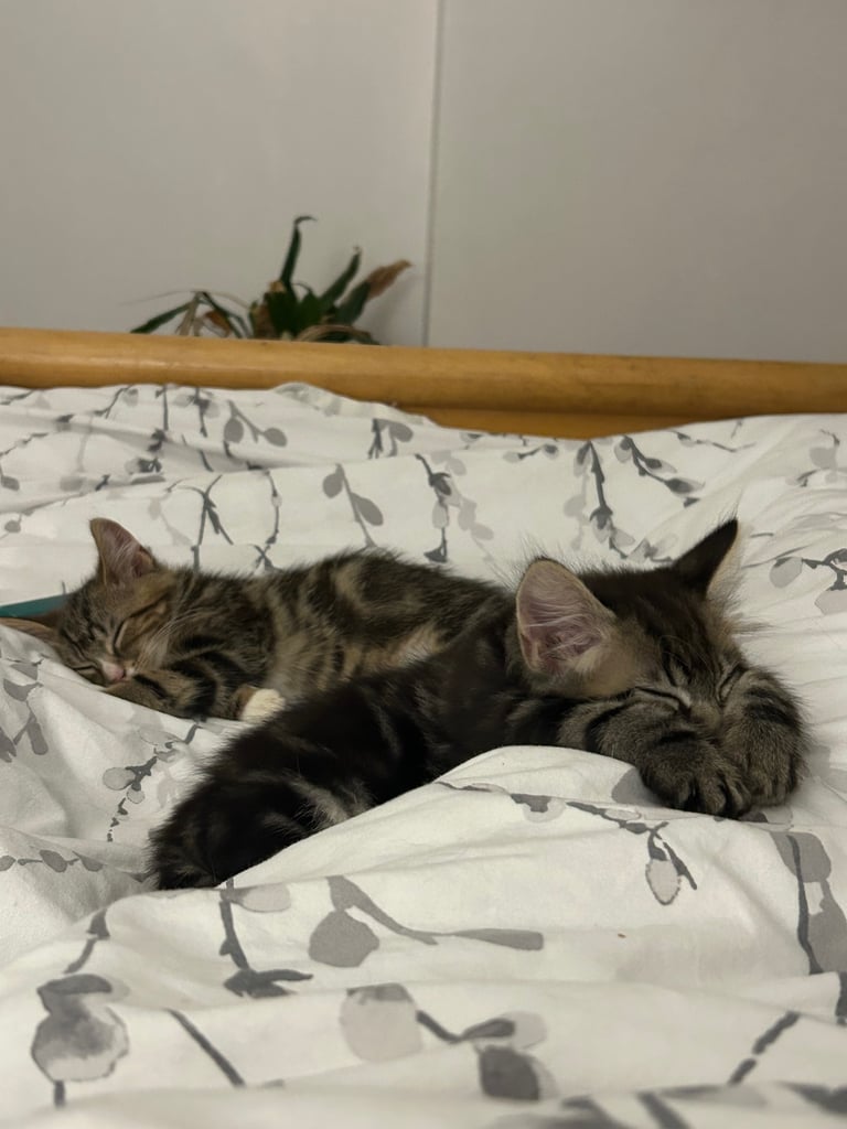 2 tabby little brother kittens must stay together ❤️