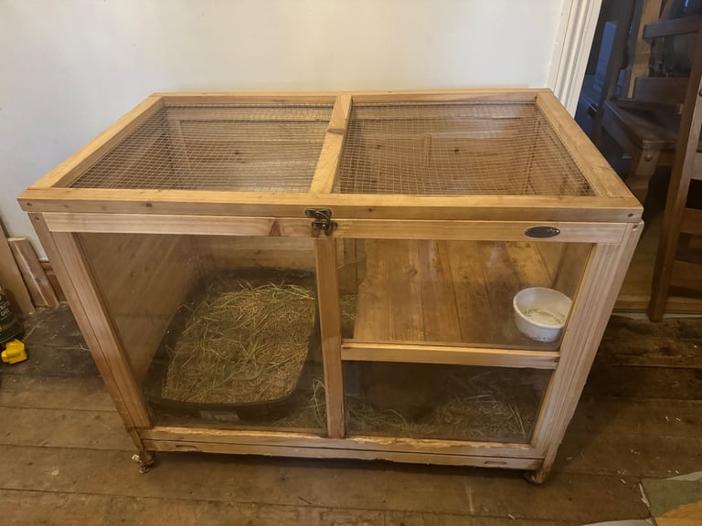 2 Bonded Male Rabbits - Mini Rex and Mini Lop Cross Lionhead