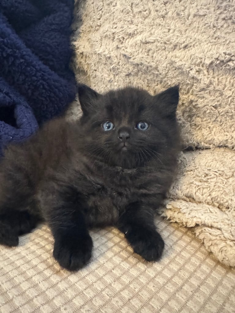 Adorable kitten for sale (LAST ONE)