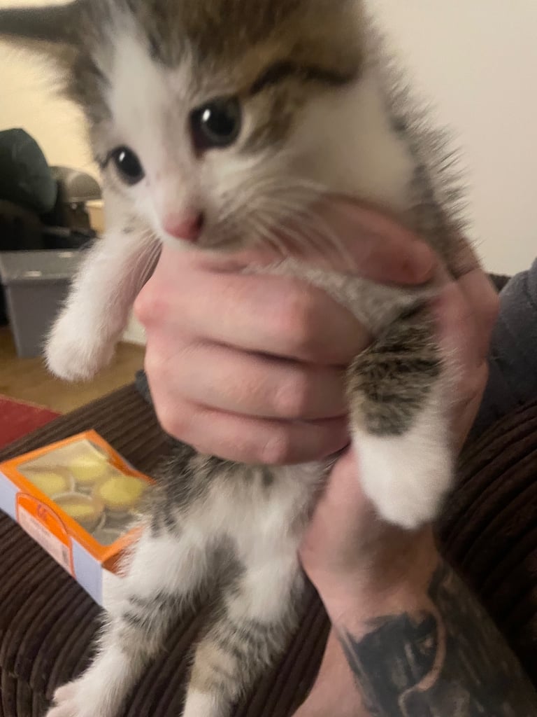 Cute tabby kittens, litter trained, male & female 