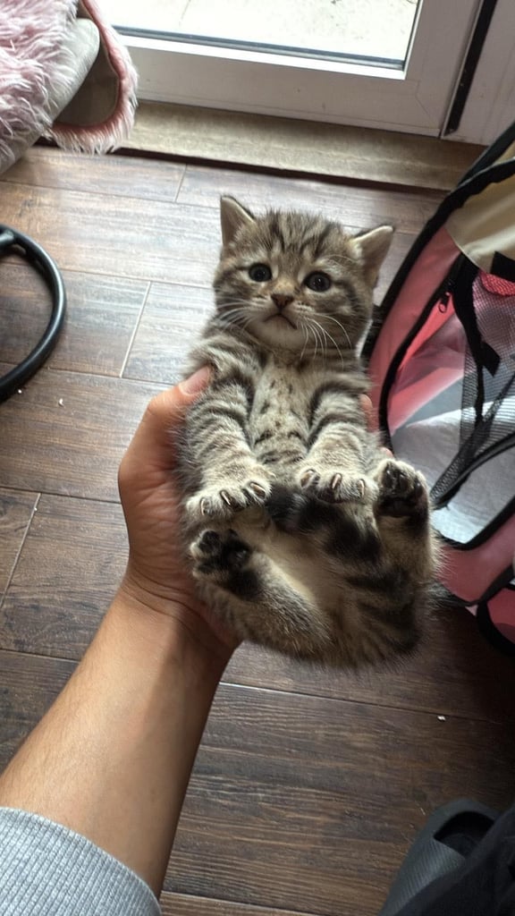 Half British short hair Kittens 