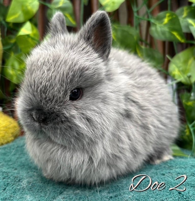 Show Quality Pure Bred Netherland Dwarfs