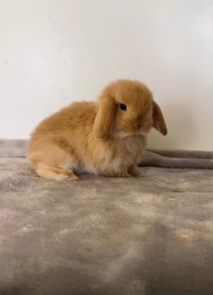 9 week old mini lop