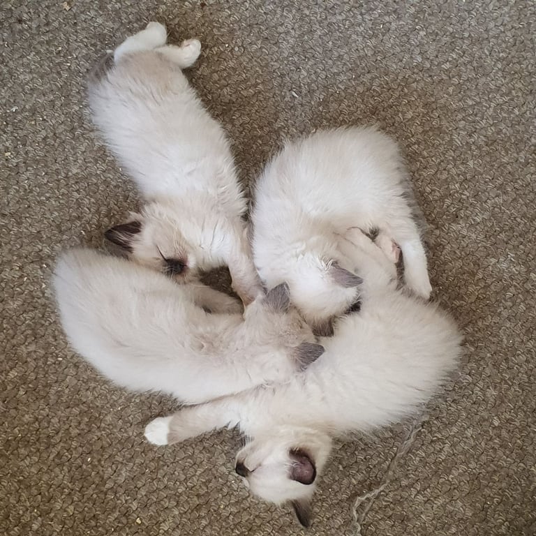 Absolutely beautiful ragdolls kittens 