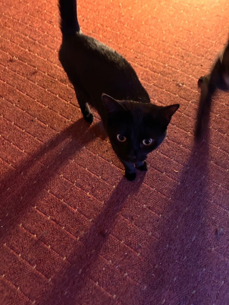 Black Female Domestic short haired tabby cat