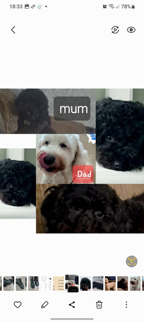 image for Mini F2 Labradoodles DOB 7/10/25
