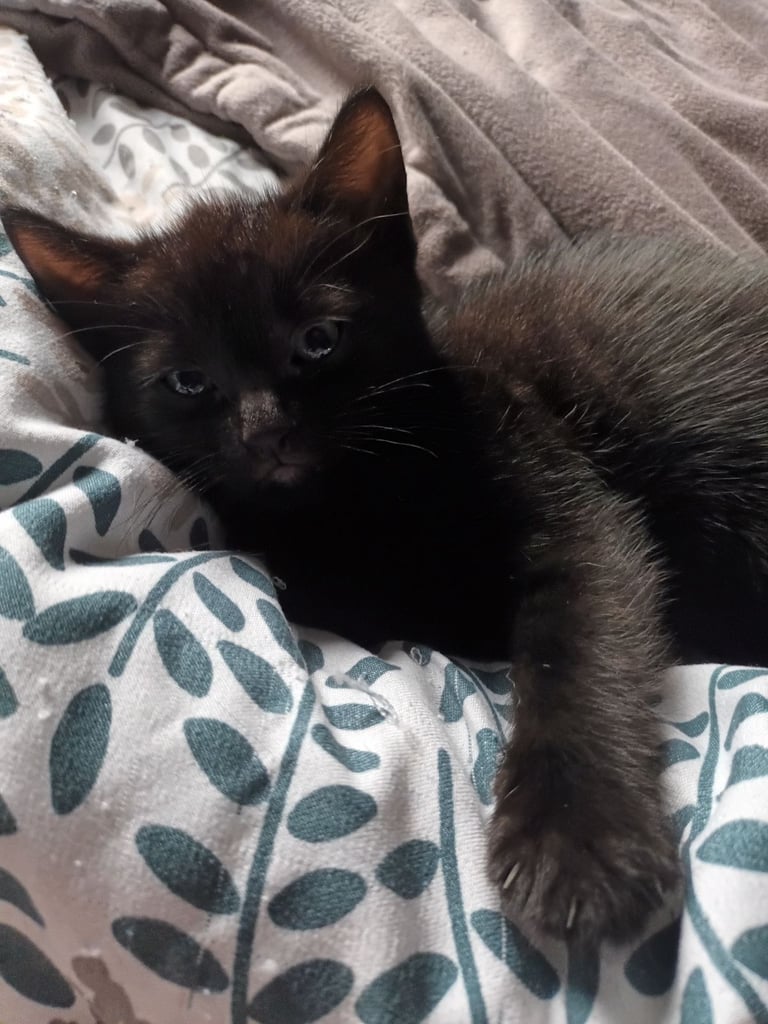 2 gwjus kittens 