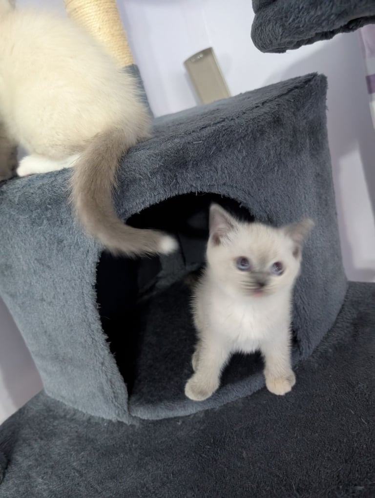 Adorable mixed breed kittens 