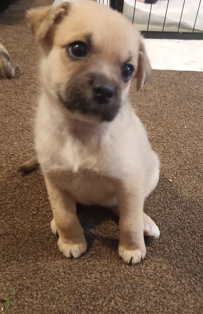 Pug X Collie (Pugollie) Puppies Looking For Their Forever Homes