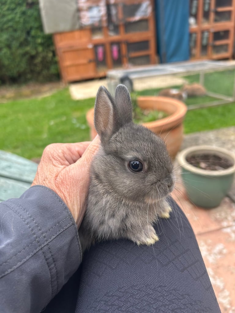 ONLY ONE LEFT! Beautiful Netherland dwarf baby bunnies 