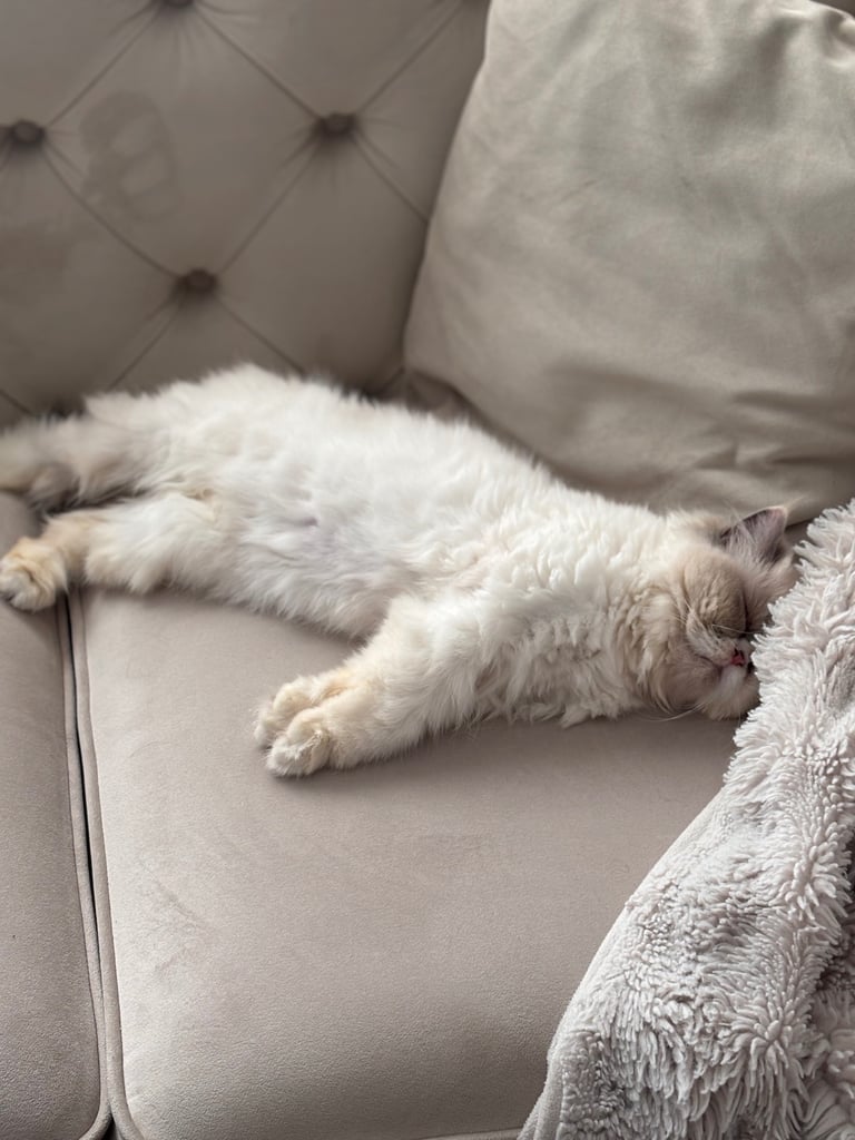 Persian cat- new loving home needed 