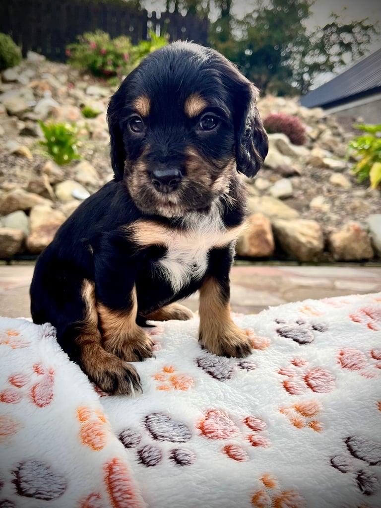 Cocker Spaniel pups 🐶 Looking for Forever Homes🐶