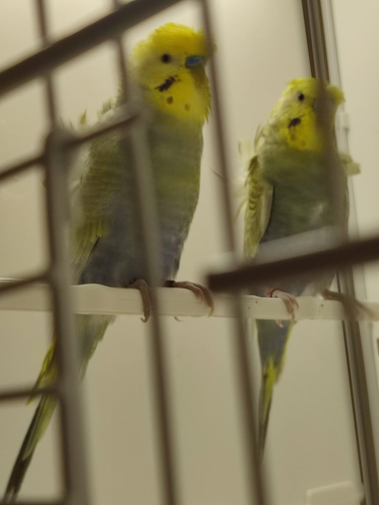 Rainbow helicopter  budgie pair in London 