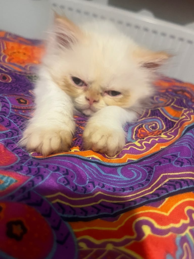Flame point exotic Persian rare colouring 