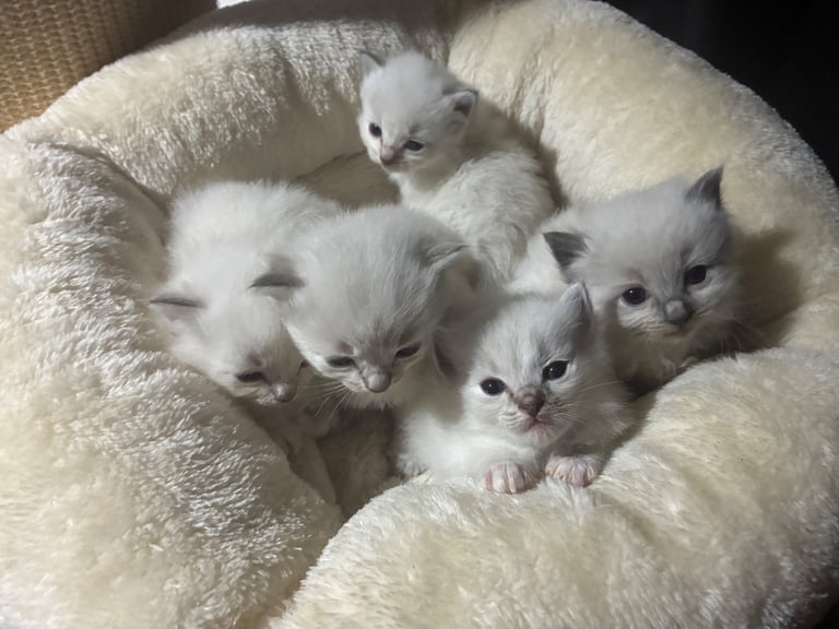 🐾 Pure breed Ragdoll baby kittens