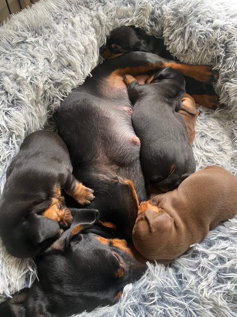 image for Miniture dachshunds 