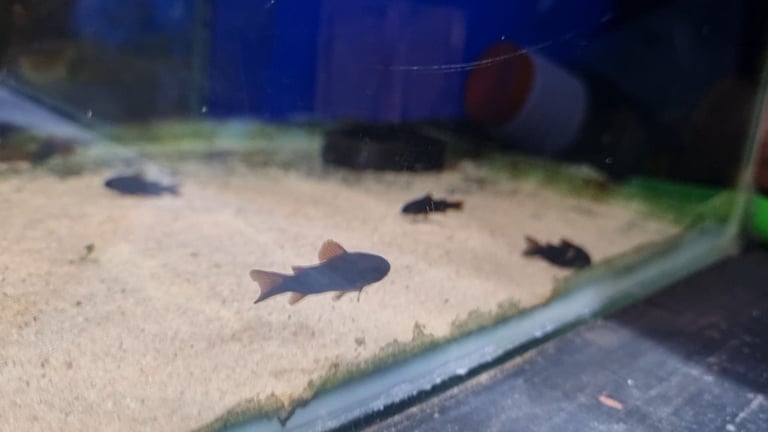 Various Tropical Fish.  Fish.  Aquarium. Tropical. 