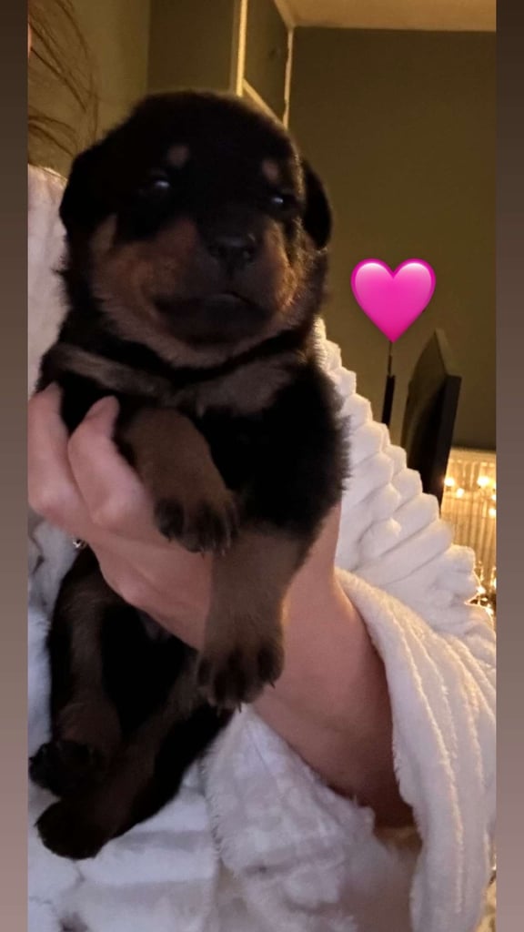 Beautiful Rottweiler pups
