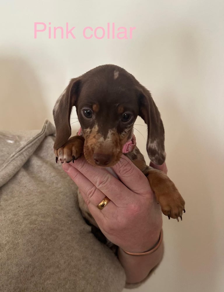 Miniature dachshund puppies *READY TO LEAVE*
