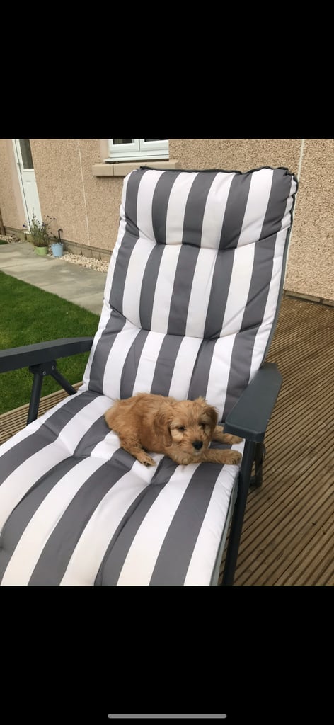 F2 cockapoo puppies for sale