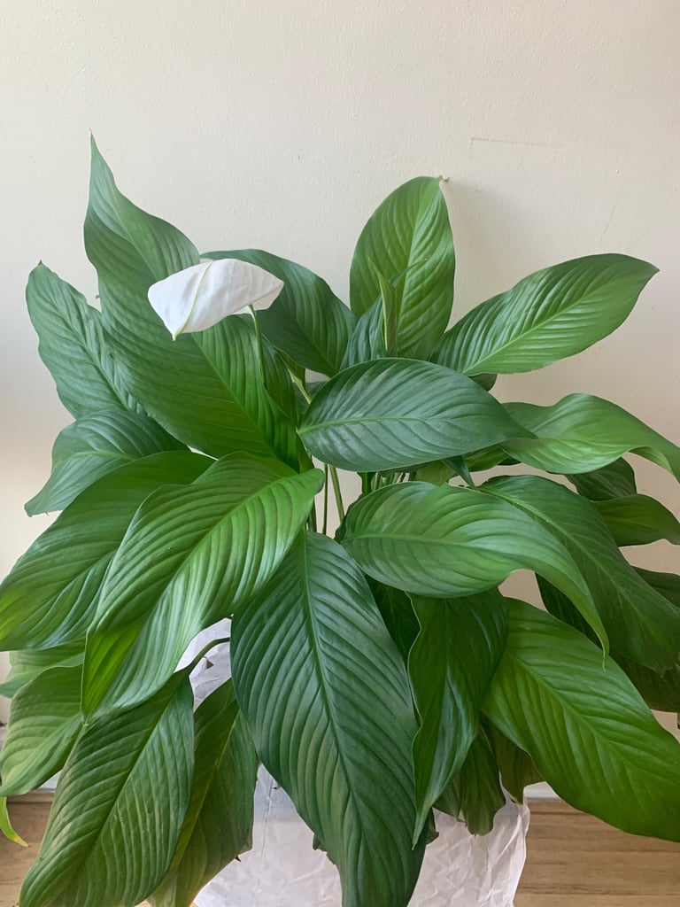 Peace Lily 