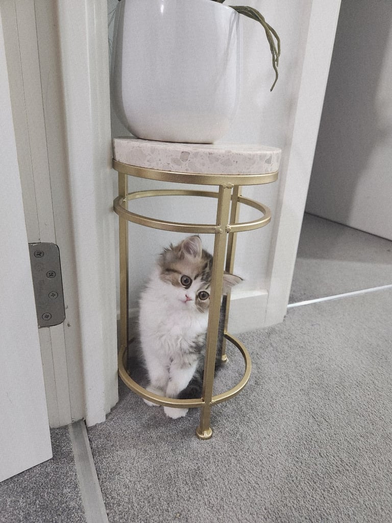 Pure persian doll face chinchilla kitten 