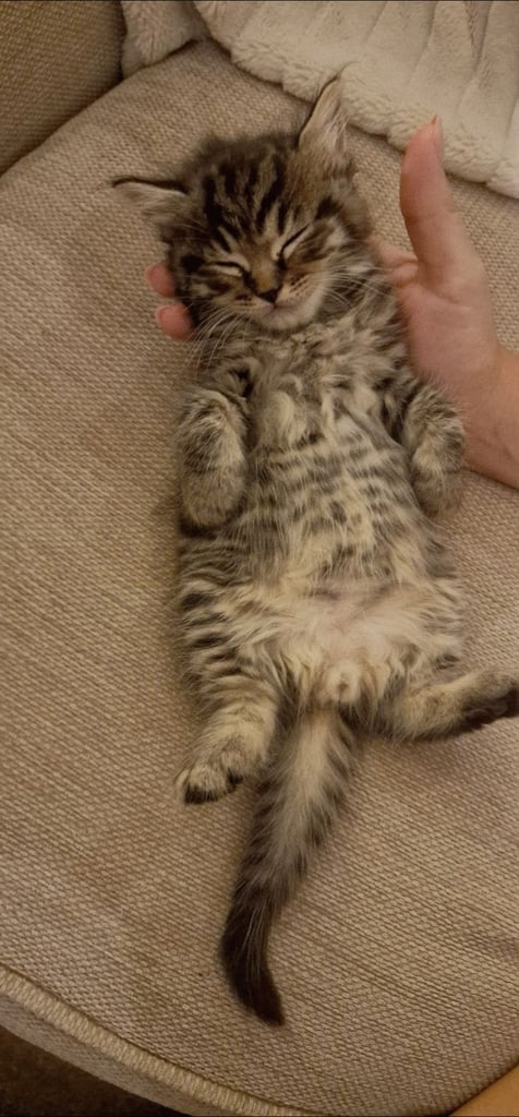 Beautiful, Affectionate Male Kitten - ready to go now