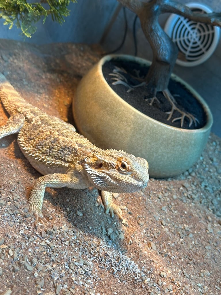 6 month male bearded dragon