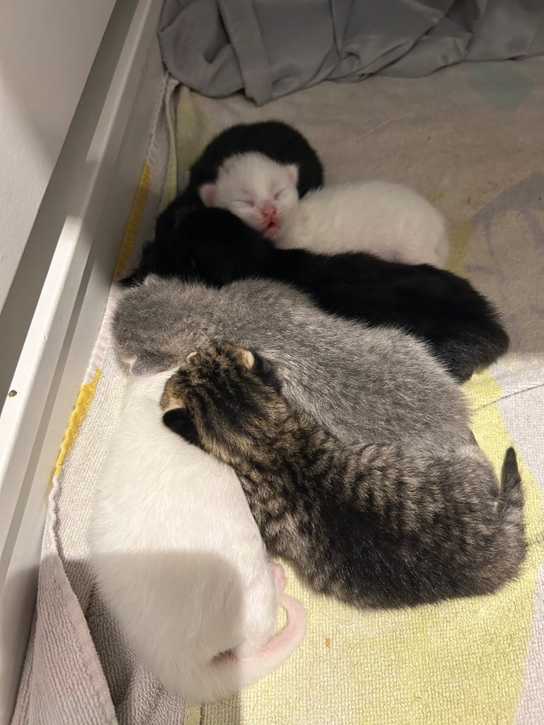 Only 2 black kittens left  READY TO LEAVE 