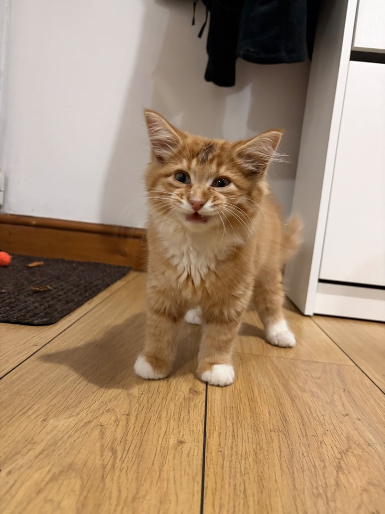 image for Ginger Kitten