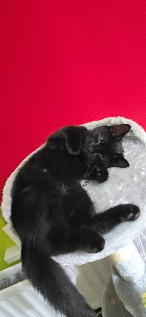 Beautiful fluffy kitten last boy left***