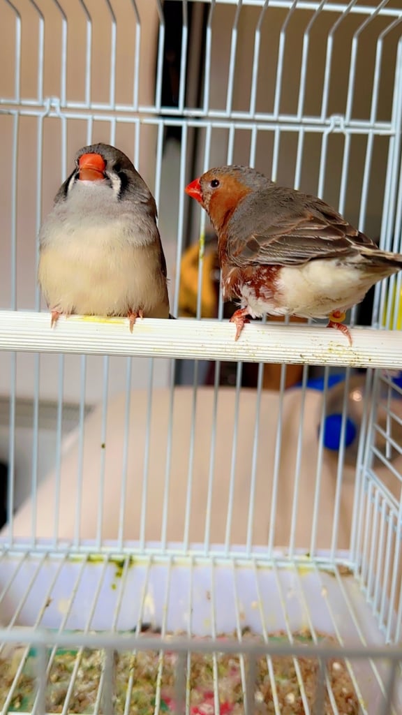 4 PAIRS OF GOOD SIZED ZFS RUNG ZEBRA FINCHES