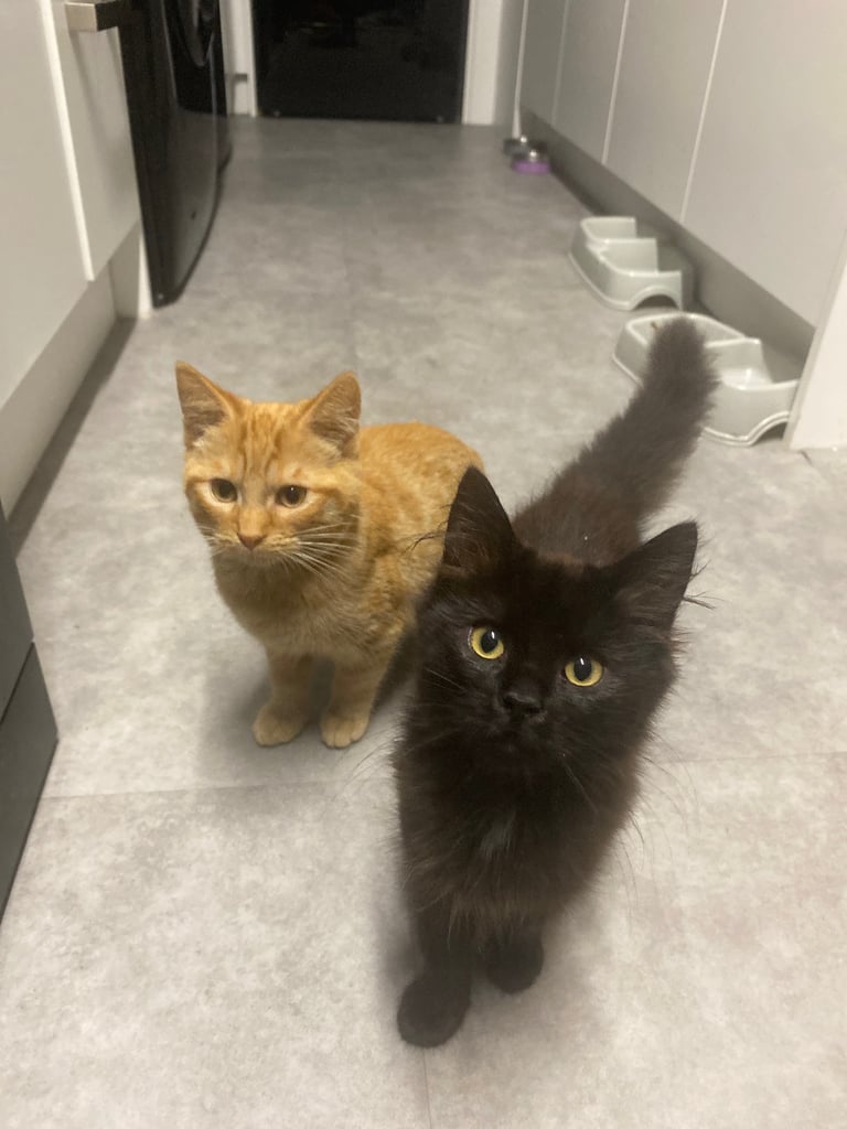 3 21 wk old kittens looking for their forever home 