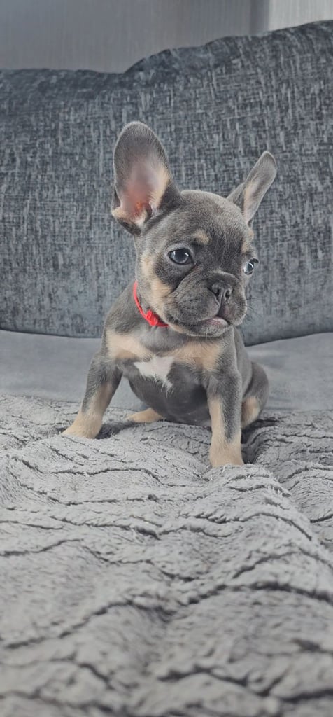 KC unique french bulldog puppies