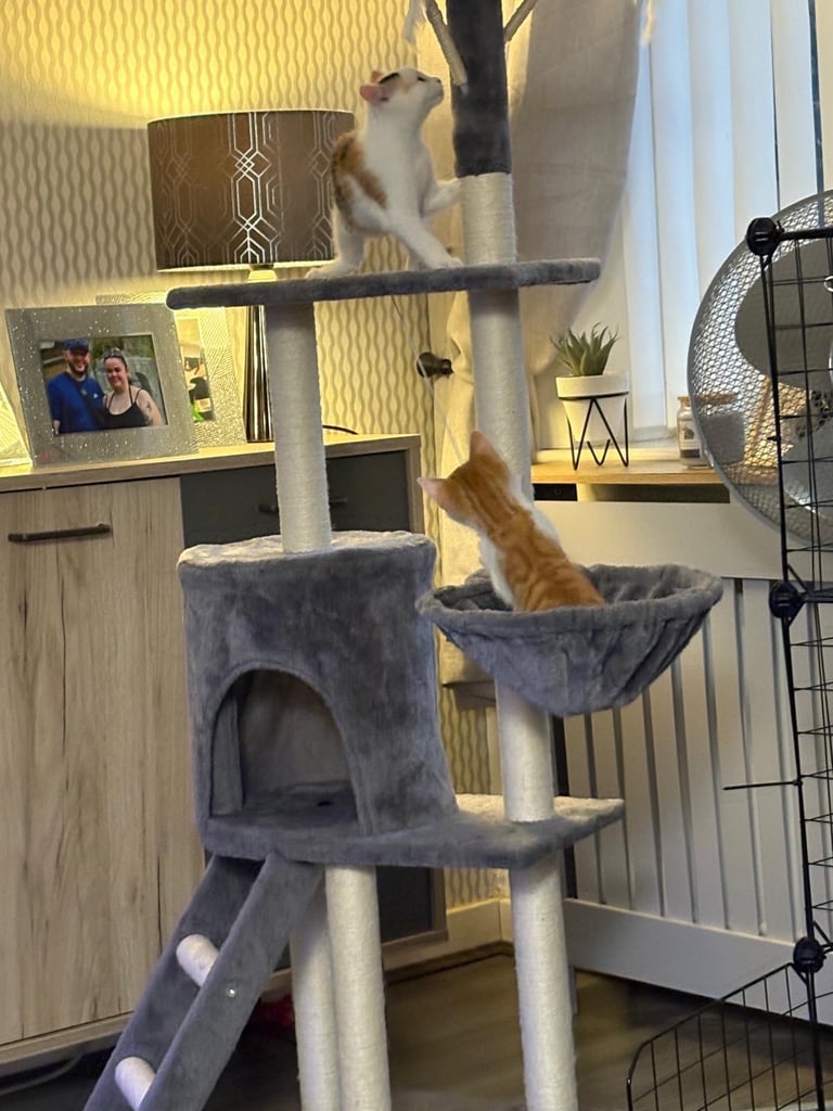 Boy and girl kitten and play zone 