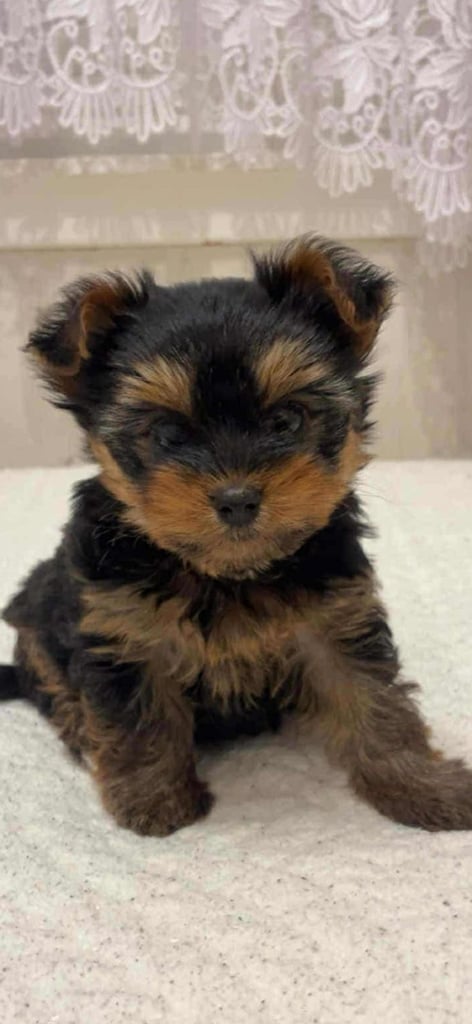 Yorkshire terriers 