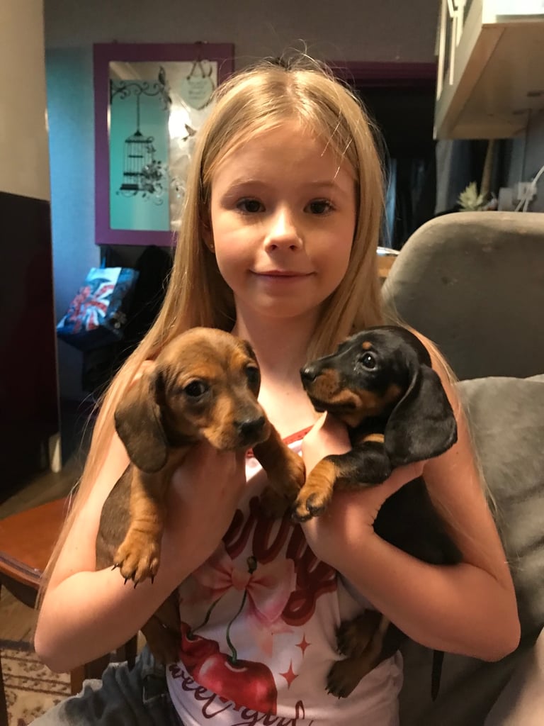 Miniature Dachshund For Sale