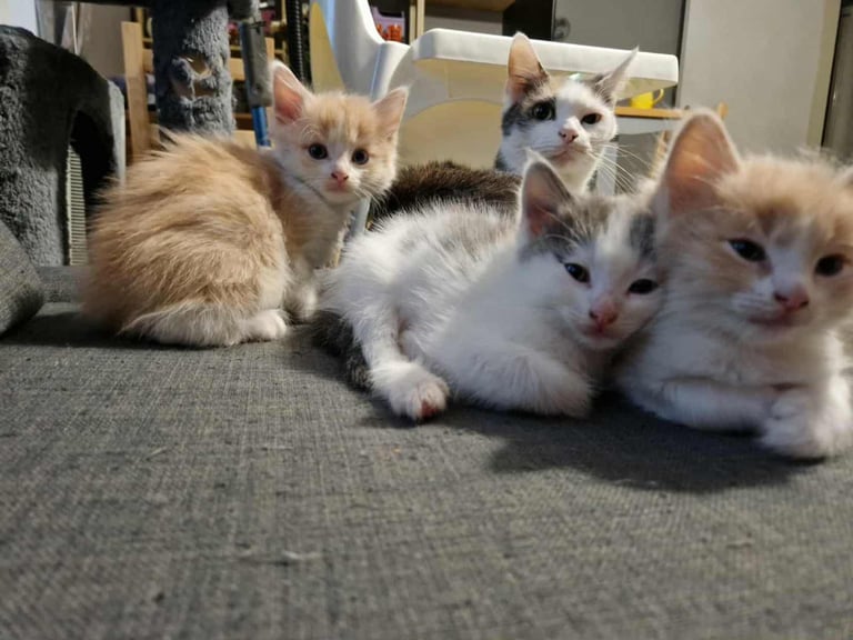 Ragdoll x Calico Kittens