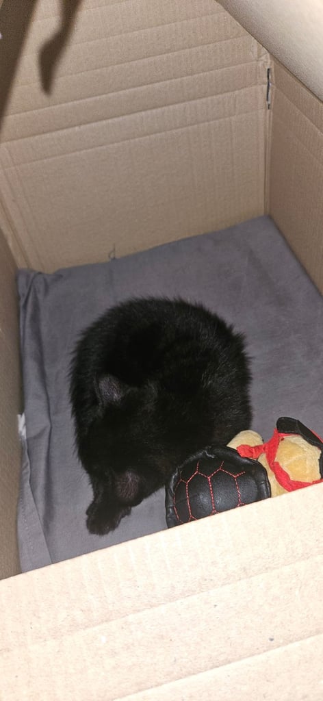 Kitten