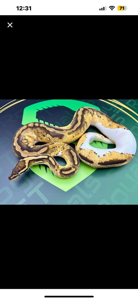 Ball pythons only snakes sold can be sold with rub enclosure 