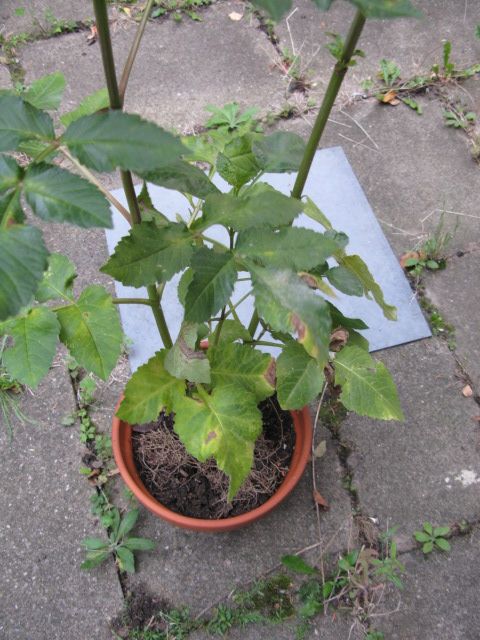 Dahlia plant