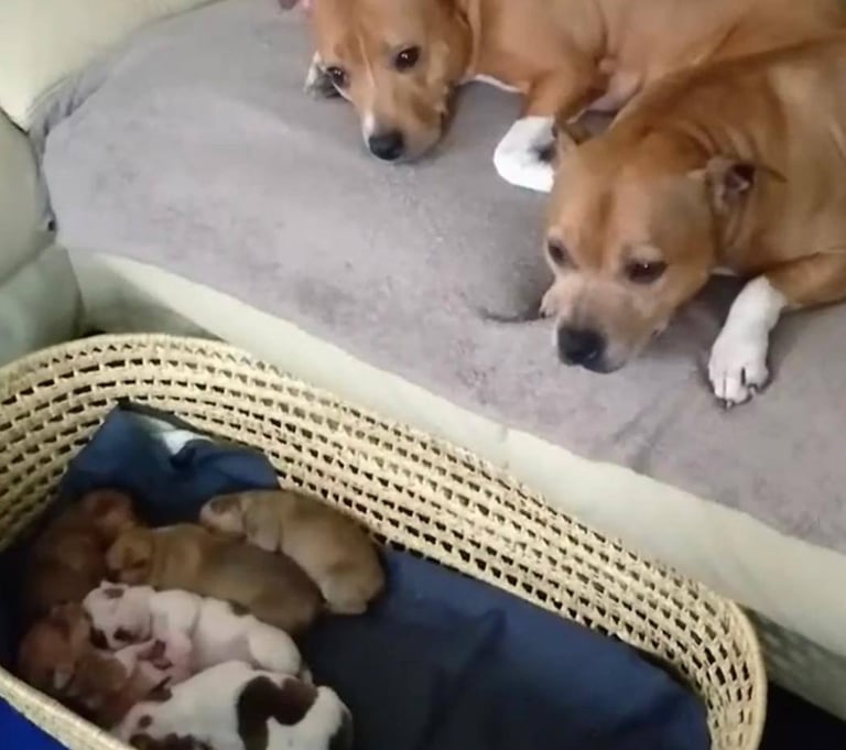 Staffordshire Puppies 