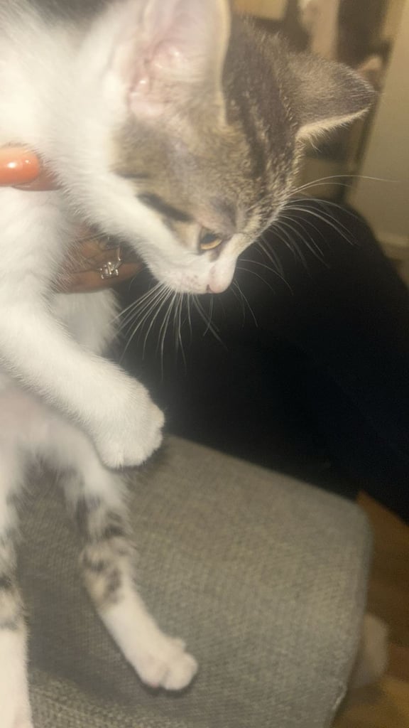 kittens for sale 